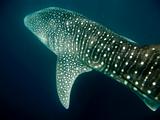 Djibouti - Whale Shark - 03